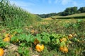 Austria - A panoramic view on a field full with ripening pumpkins. The pumpkins are round and yellow. Agricultural land Royalty Free Stock Photo