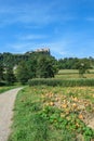 Austria - A panoramic view on a field full with ripening pumpkins. The pumpkins are round and yellow. Agricultural land Royalty Free Stock Photo