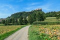 Austria - A panoramic view on a field full with ripening pumpkins. The pumpkins are round and yellow. Agricultural land Royalty Free Stock Photo