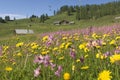 Austria, Salzburger Land, Flowering meadow