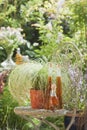 Austria, Salzburger Land, Potted plant and herbal essences in bottles on chair in garden