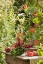 Austria, Salzburger Land, Vegetables, fruits and herbal essences in bottle on table in garden