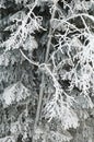 Austria, Salzburger Land, Winter scenery