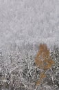 Austria, Salzburger Land, Winter scenery