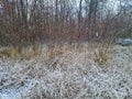 Austria, Season, Snow in Marshland