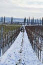 Austria, Season, Worker in Vineyard