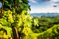 Austria, south styria vineyards travel destination. Tourist spot for vine