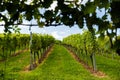 Austria, south styria vineyards travel destination. Tourist spot for vine