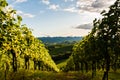 Austria, south styria vineyards travel destination. Tourist spot for vine