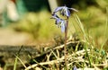 A purplish flower crocus shoots from the ground up during Springtime in Austria Royalty Free Stock Photo