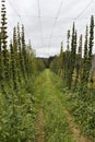 Austria, Styria, Hops Plant