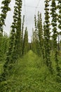 Austria, Styria, Hops Plants