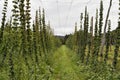 Austria, Styria, Hops Plants