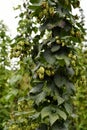 Austria, Styria, Hops Plants