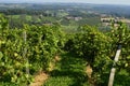 Austria, Styria, Rural Landscape, Vineyard Royalty Free Stock Photo