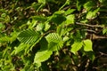 Salzburg Mirabellgarten in spring, green leafs in the sun