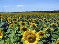 Austria, Agricultural Area, Sunflower Royalty Free Stock Photo