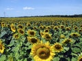 Austria, Agricultural Area, Sunflower