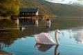 Austria - A swan swimming across the Millstatt lake during the sunset. The bird is slowly crossing the calms surface of the lake