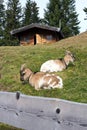 Austria, Tannheim Valley, goats Royalty Free Stock Photo