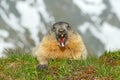 Austria wildlife, funny image, detail of Marmot. Cute fat animal Marmot, sitting in the grass with nature rock mountain habitat,