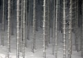 Austria winter fall forest background Royalty Free Stock Photo