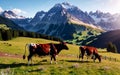 Austrian Alpine Splendor Idyllic Grazing in Tirol\'s Meadow