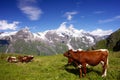 Austrian Alps Royalty Free Stock Photo