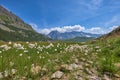 Austrian Alps. Alpine meadow. Tyrol
