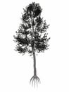 Austrian or black pine, pinus nigra tree - 3D