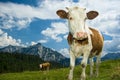 Austrian Cow in the Alps Royalty Free Stock Photo