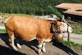 Austrian cow with a headdress during a cattle drive in Tyrol, Austria.