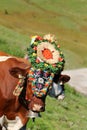 Austrian cow with a headdress during a cattle drive in Tyrol, Austria