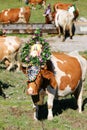Austrian cow with a headdress during a cattle drive in Tyrol, Austria