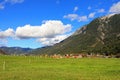 Austrian cows eating grass on the Achenkirch Valley