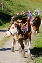 Austrian cows with a headdress during a cattle drive in Tyrol, Austria