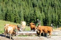 Austrian cows with a headdress drinking water from a wooden trough