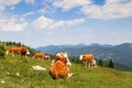 Austrian cows relaxing on Alpine meadow