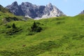 Austrian cows walk the mountains during the summer period