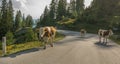 Austrian cows walking on the road in Austria during summer time.
