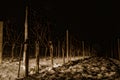 Austrian grapevines in a cold winter night
