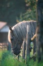 Austrian haflinger