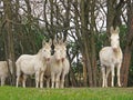 Austrian Hungarian White Donkeys