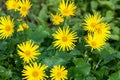 Austrian Leopard`s Bane Doronicum orientale yellow flowers in summer garden Royalty Free Stock Photo