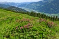 Austrian mountain landscape with Alpine Roses in the foreground. Zillertal Valley, Zillertal Alpine Road, Austria, Tyrol