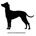 Austrian shorthaired Pinscher black and white outline