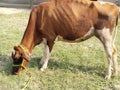 Austrilian cow Royalty Free Stock Photo