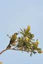 An Australian Lewins Honeyeater Royalty Free Stock Photo