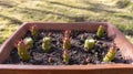 Austrocylindropuntia eve pin succulents in a container