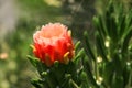 Austrocylindropuntia subulata cactus Eve`s pin on the shore of the Sea of Galilee in Capernaum